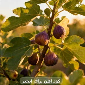 کود آهن برای انجیر
