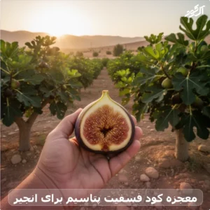 معجزه کود فسفیت پتاسیم برای انجیر