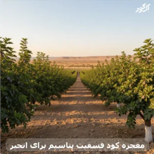 معجزه کود فسفیت پتاسیم برای انجیر