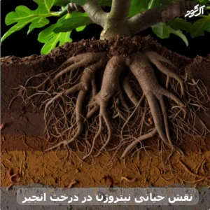 نقش حیاتی نیتروژن در درخت انجیر