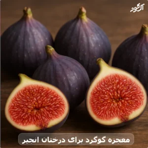 معجزه گوگرد برای درختان انجیر