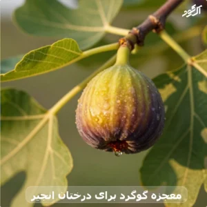 معجزه گوگرد برای درختان انجیر