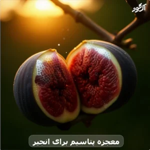 معجزه پتاسیم برای انجیر