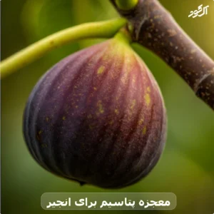 معجزه پتاسیم برای انجیر