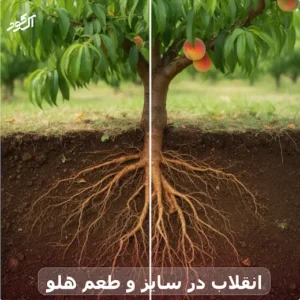 انقلاب در سایز و طعم هلو