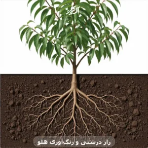 راز درشتی و رنگآوری هلو