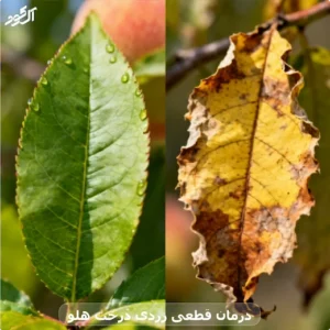 درمان قطعی زردی درخت هلو