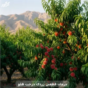 درمان قطعی زردی درخت هلو