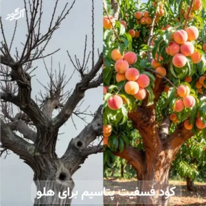 کود فسفیت پتاسیم برای هلو