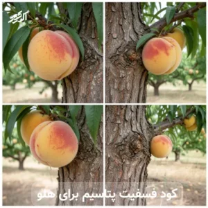 کود فسفیت پتاسیم برای هلو