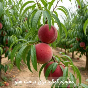 معجزه گوگرد برای درخت هلو