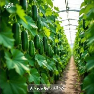 کود آلفا یاکوزا برای خیار